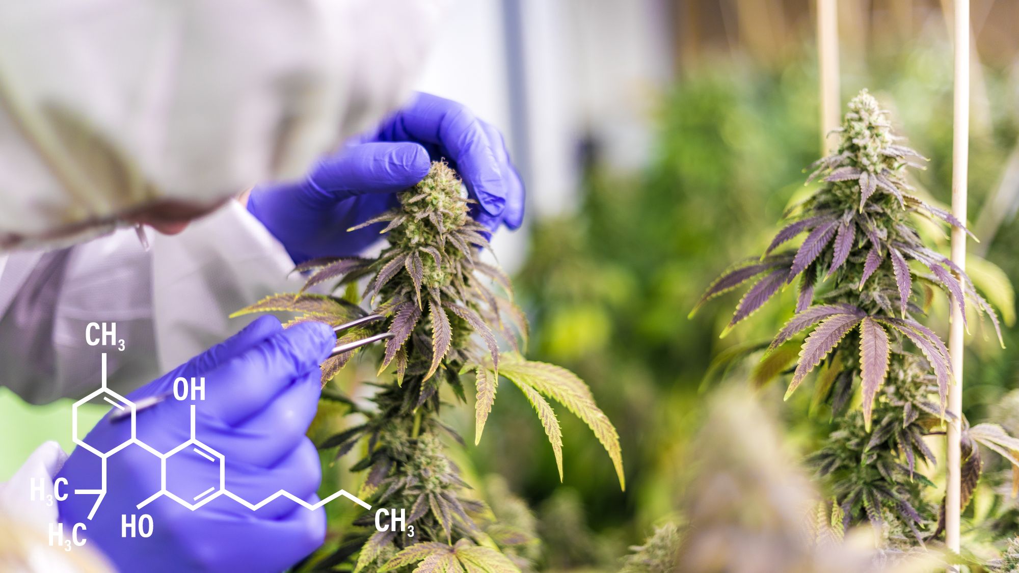 Big Players Enter the CBD Industry: Opportunities and Challenges for Small Businesses