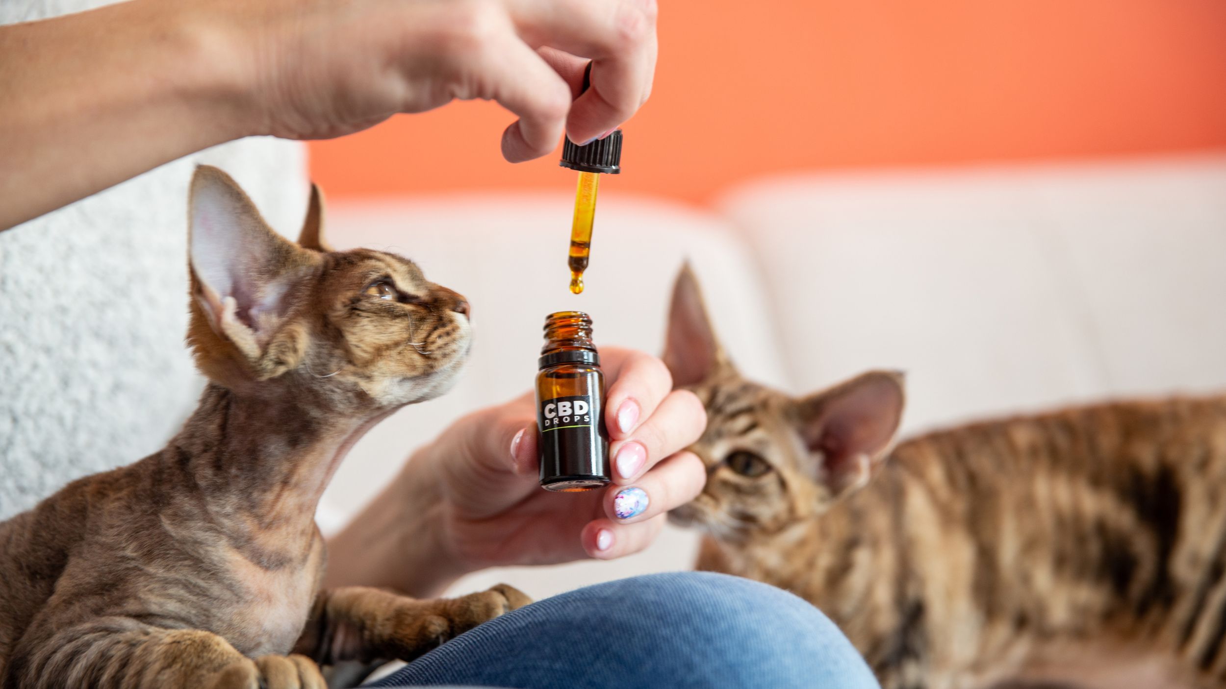 CBD for Pets: What You Need to Know