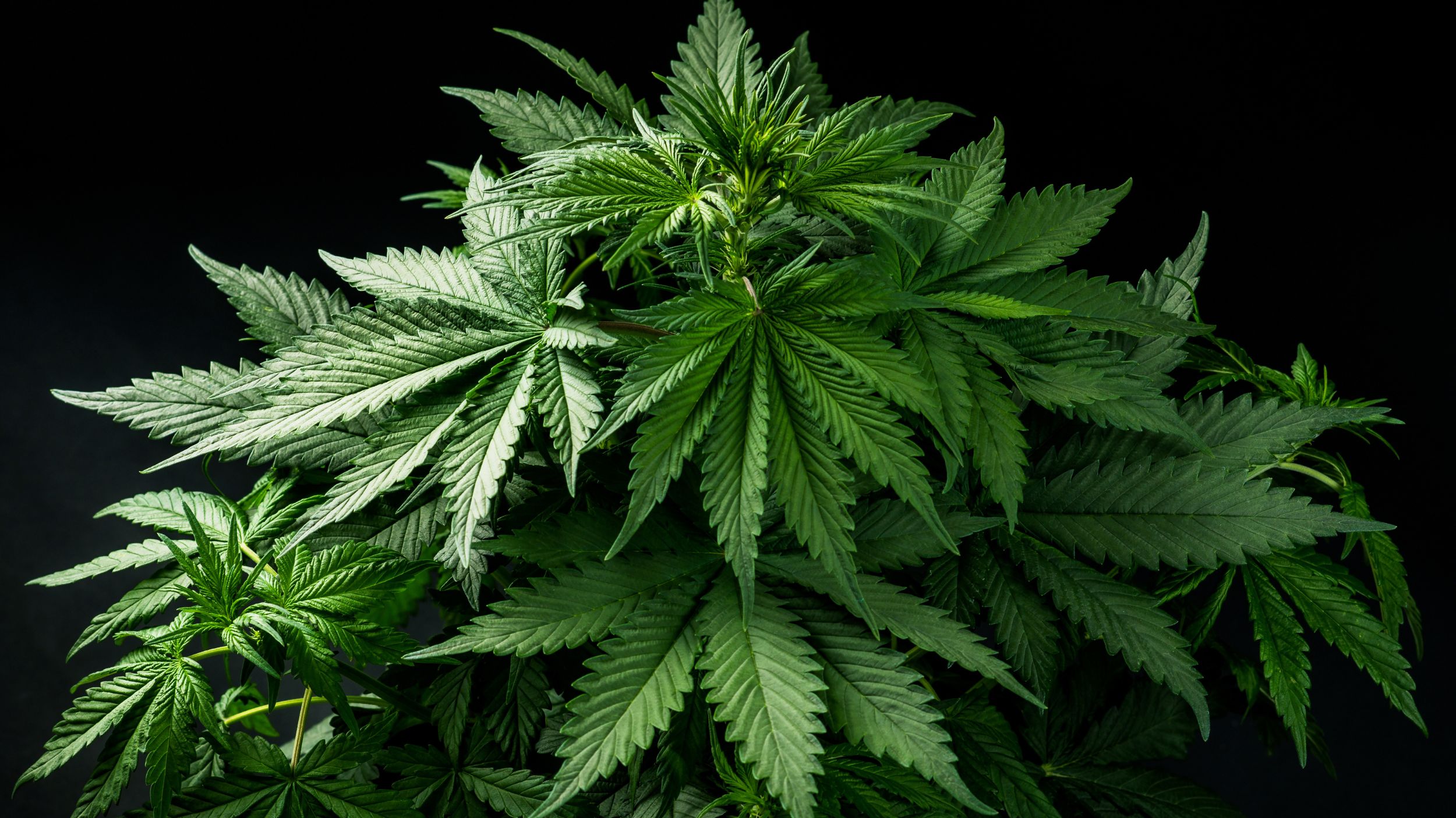 The Journey of THC: From Ancient Times to Modern Day