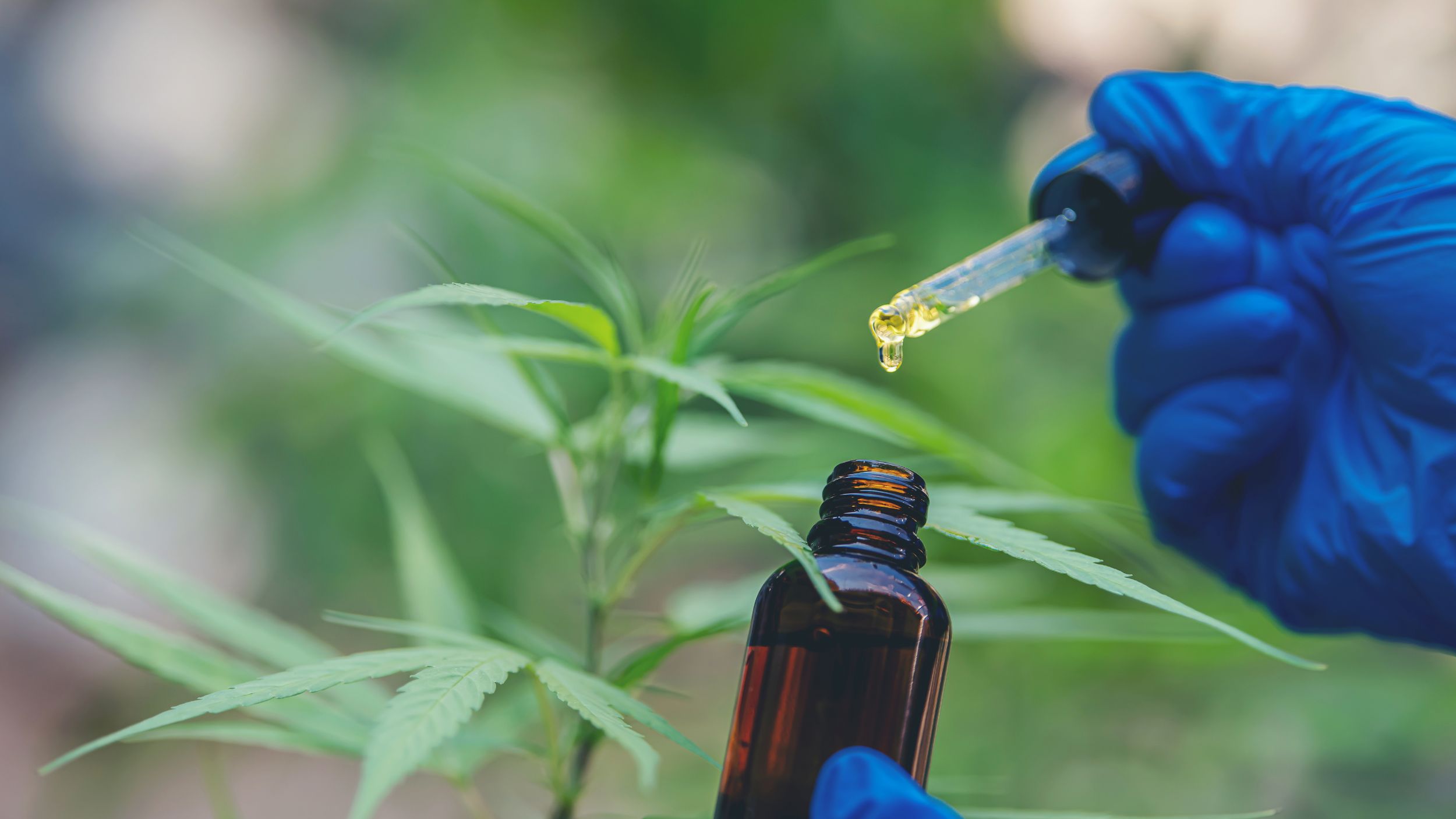 THC vs CBD: Understanding the Differences and Benefits