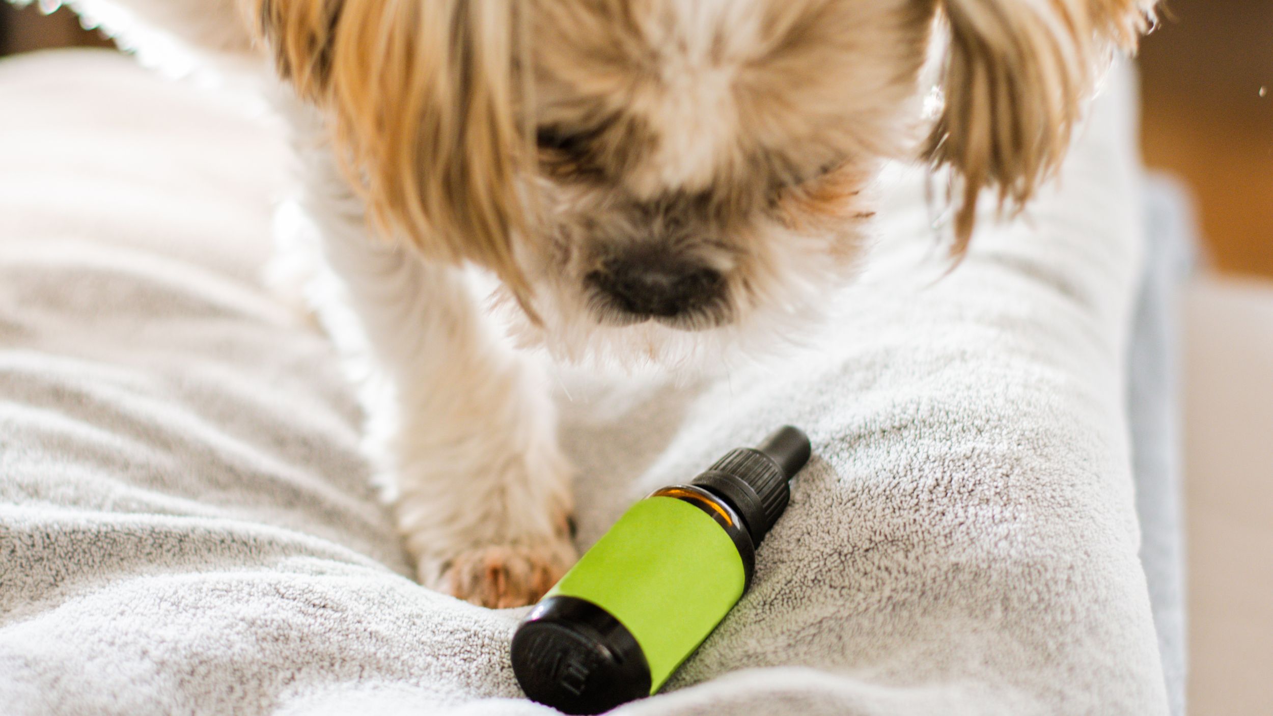 Natural Remedies for Pet Anxiety: Using CBD Oil to Soothe Your Anxious Companion