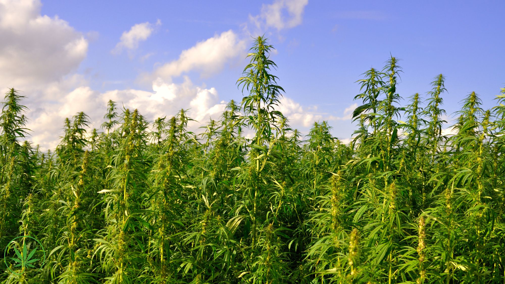 The 2023 Farm Bill: A Game Changer for the Hemp Industry