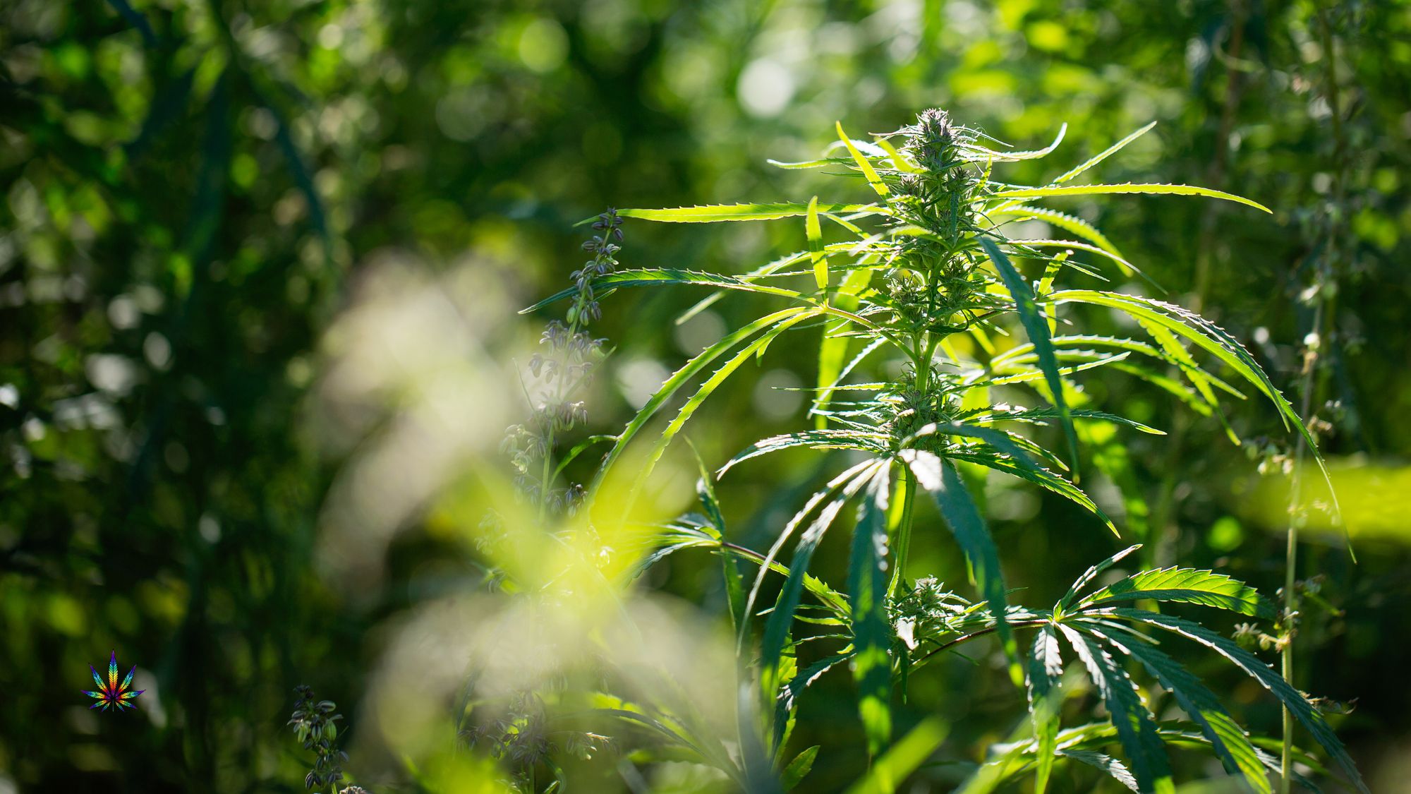 Hemp Revolution: How this Plant is Changing Industries
